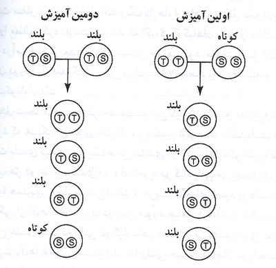  تاریخ ژنتیک
