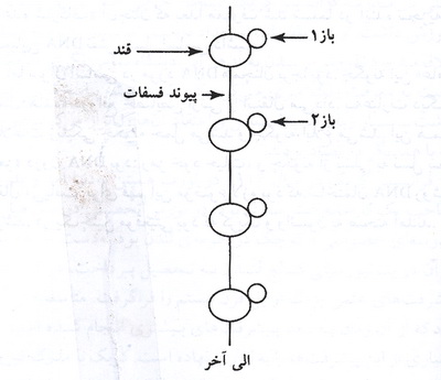  تاریخ ژنتیک