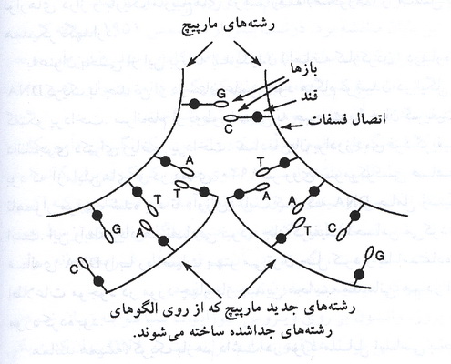 کریک، واتسون و دی ان ای (2) 