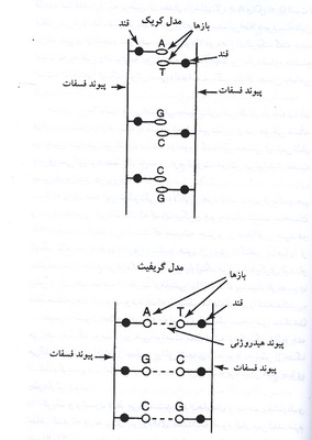 کریک، واتسون و دی ان ای (2) 