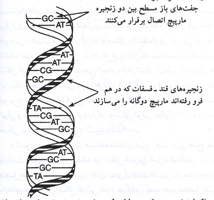کریک، واتسون و دی ان ای (2) 