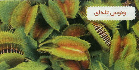 گیاهان گوشتخوار