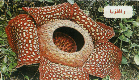گیاهان گوشتخوار