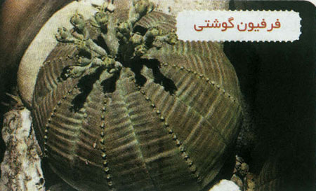 گیاهان گوشتخوار