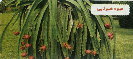 گیاهان گوشتخوار