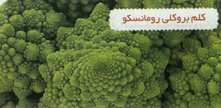 گیاهان گوشتخوار