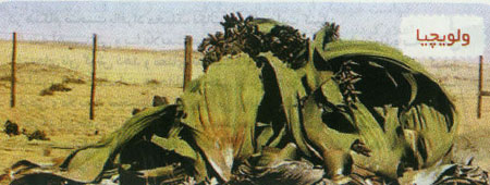 گیاهان گوشتخوار