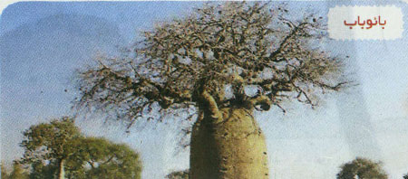 گیاهان گوشتخوار