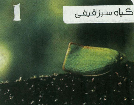 7 جانور گیاه نما