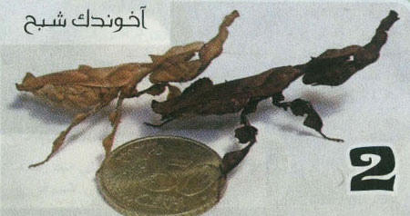 7 جانور گیاه نما