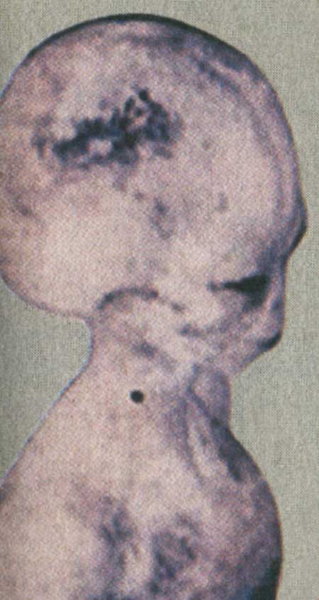 مهمانان ناخوانده زمین