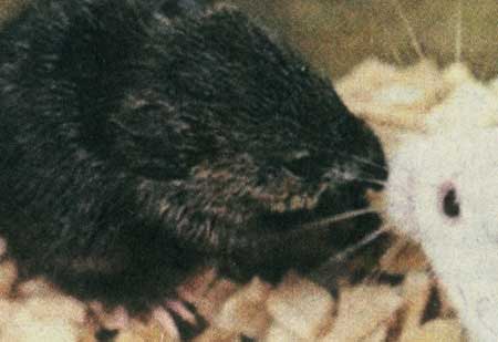 عجایب دنیای ژنتیک