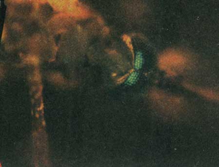 عجایب دنیای ژنتیک