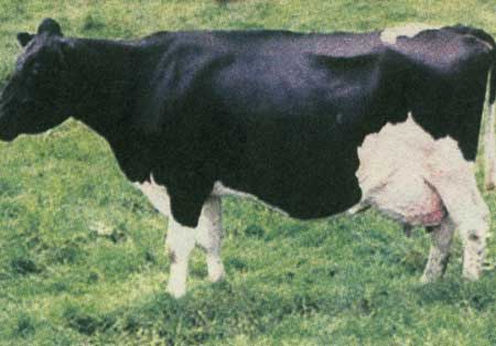 عجایب دنیای ژنتیک