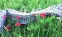 ملائکي از خاک به افلاک