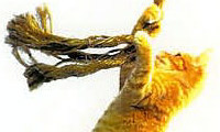 گربه را نجات بده