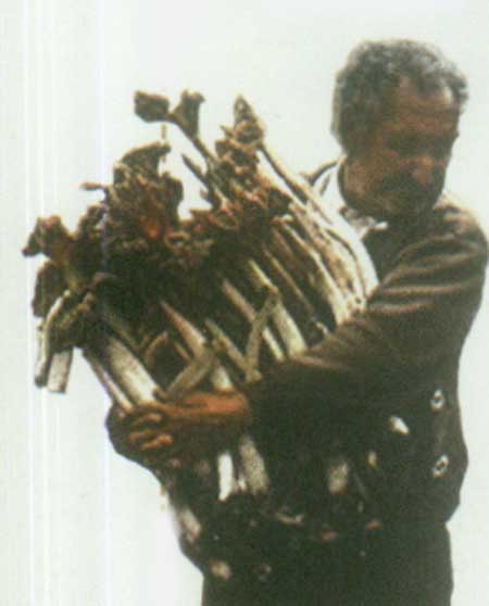 روستاي ريواس