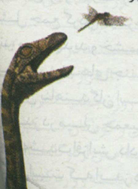 خانواده ي كروكوديل ها