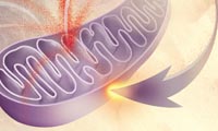 راديکال هاي آزاد (Free Radicals)