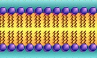 ليپيدها Lipid