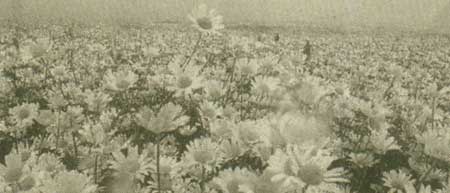 مصرف بابونه و درمان زخم معده