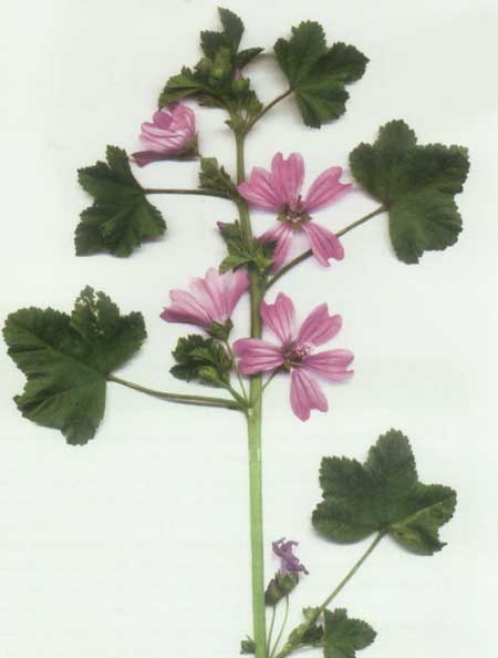 همه فوايد پنيرك