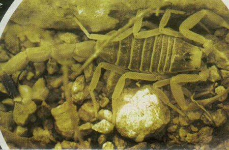 سمی ترین جانداران جهان