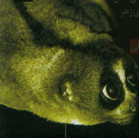 سمی ترین جانداران جهان