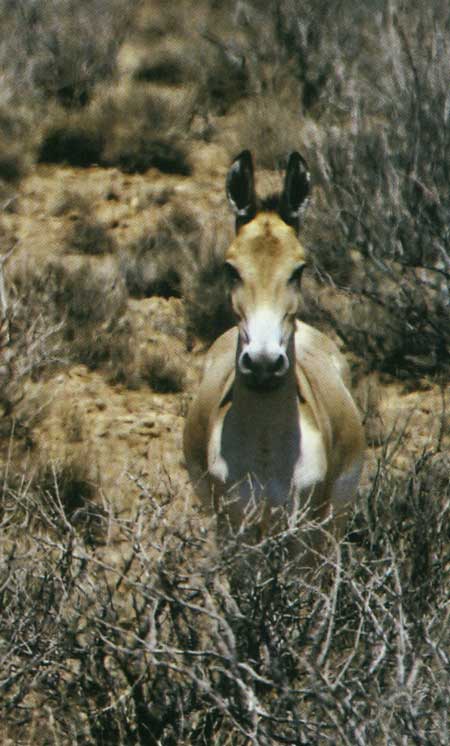 سفرنامه ي دلبر و ديگران 