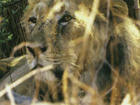 خورشيد حيات وحش ايران 
