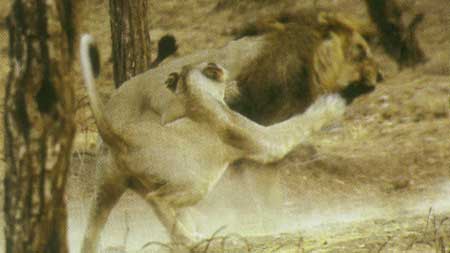 شير درگير