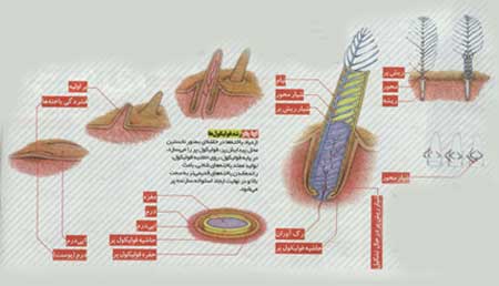 مرغ يا پرهاي مرغ!؟
