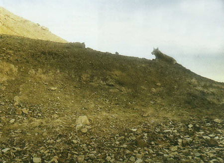 اين گروه خشن