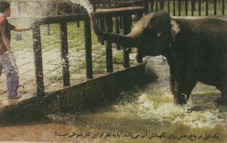 اين حيوانات سرخوش