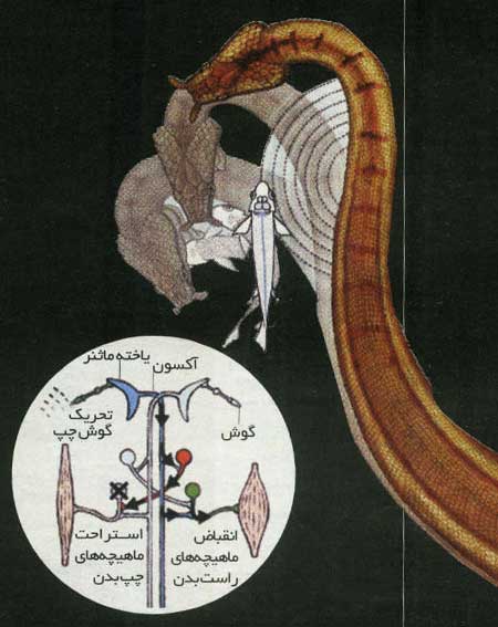 قاتل بالفطره