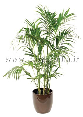 گياه اشراف! 