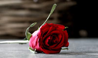 چشم ها را بايد شست