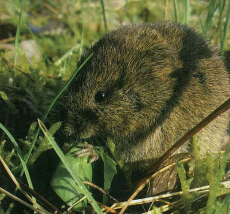 خانواده سنجاب ها SCIUIDAE خانواده سنجاب ها SCIUIDAE