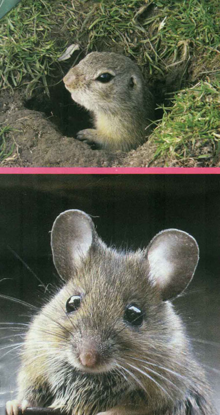خانواده سنجاب ها SCIUIDAE خانواده سنجاب ها SCIUIDAE