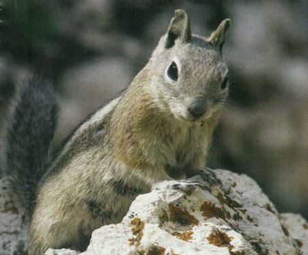 خانواده سنجاب ها SCIUIDAE خانواده سنجاب ها SCIUIDAE