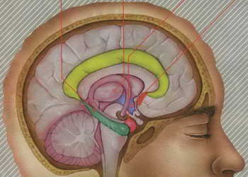  جايگاه دل در مغز