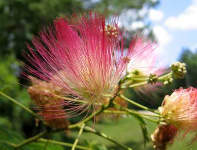 پرورش و نگهداری درخت ابريشم 