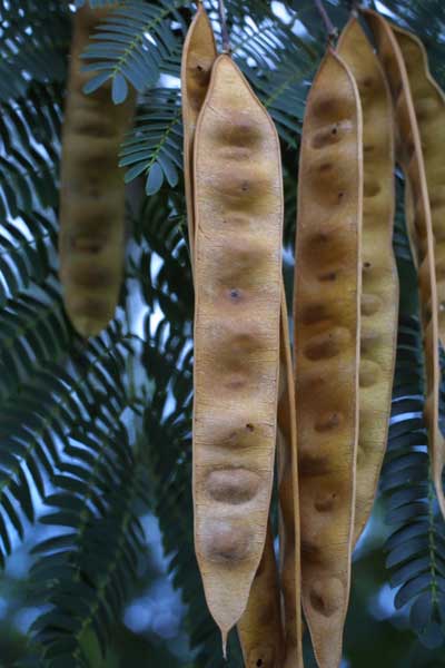 پرورش و نگهداری درخت ابريشم 