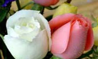 نيمه گمشده من