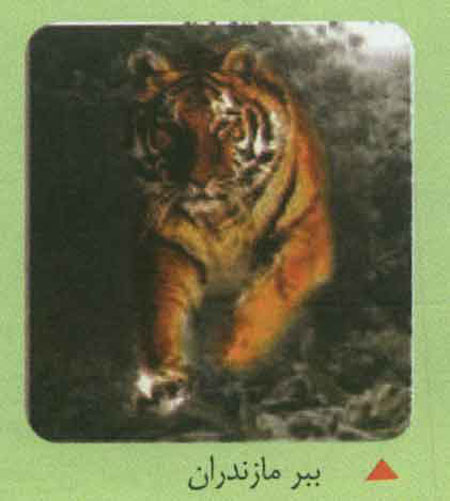 ساري،آينه دار بهشت