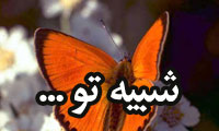 شبيه تو