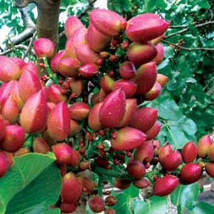 آبیاری، هرس، کود دهی، آفات درخت پسته