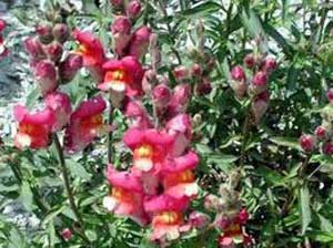گل میمونی با نام علمی Antirrhinum majus