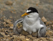 چگونگی تسبیح موجودات عالم 