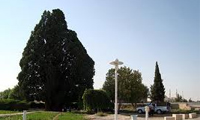 زرين کهنسال زرين کهنسال